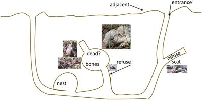 Fine-Scale Spatial Structure of Soil Microbial Communities in Burrows of a Keystone Rodent Following <mark class="highlighted">Mass Mortality</mark>